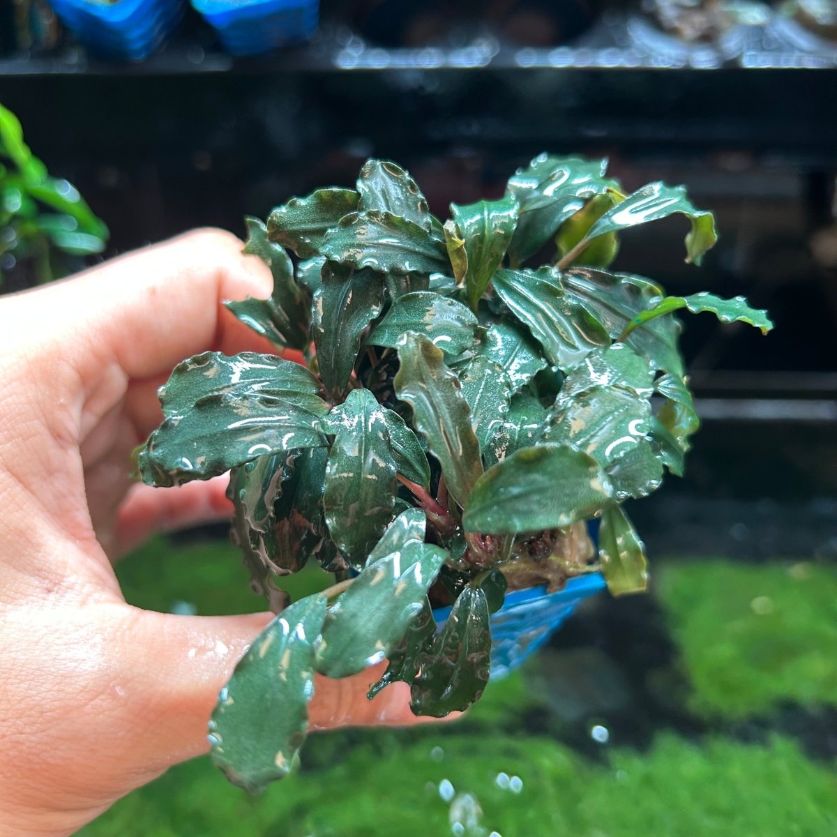 Bucephalandra Kedagang