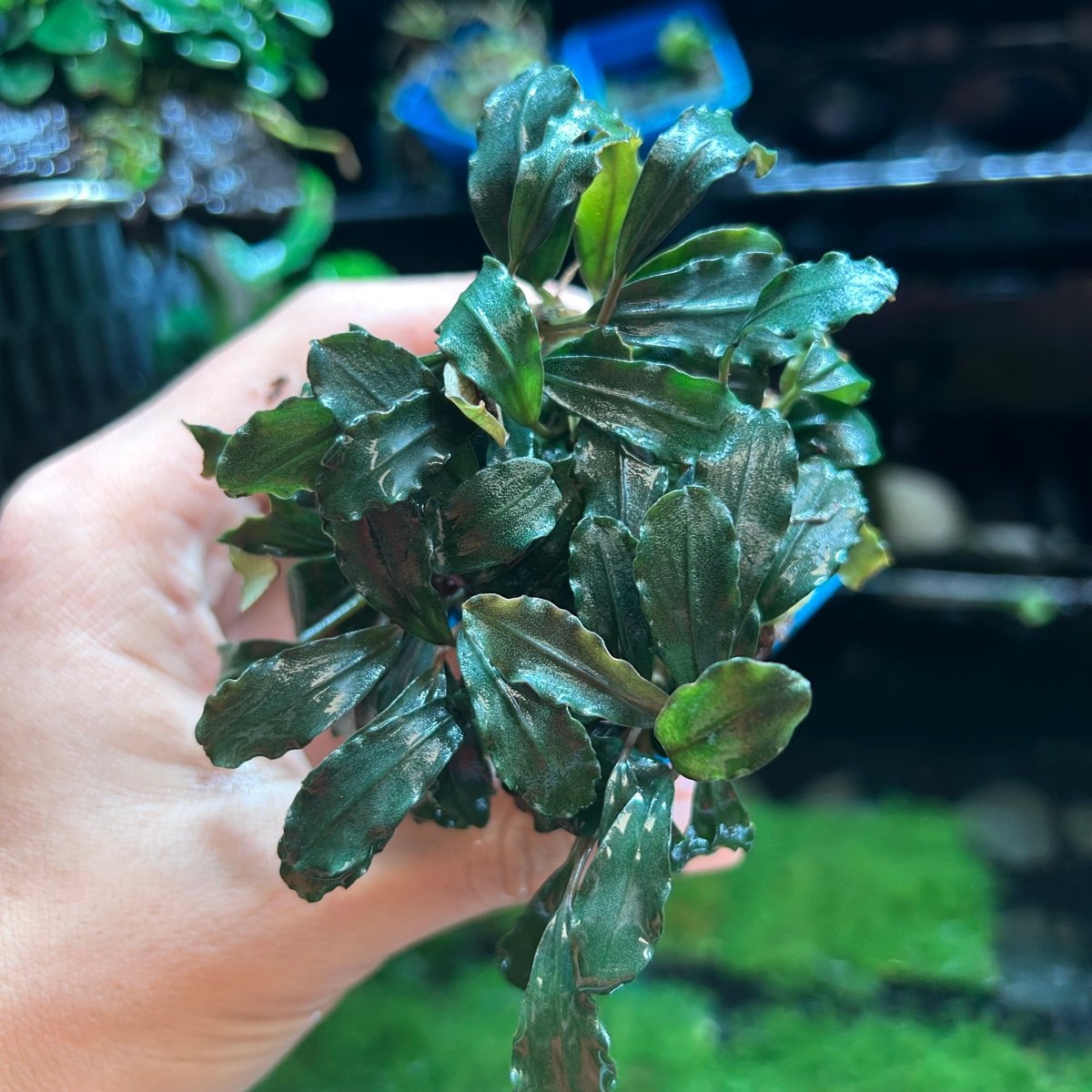 Bucephalandra Kedagang