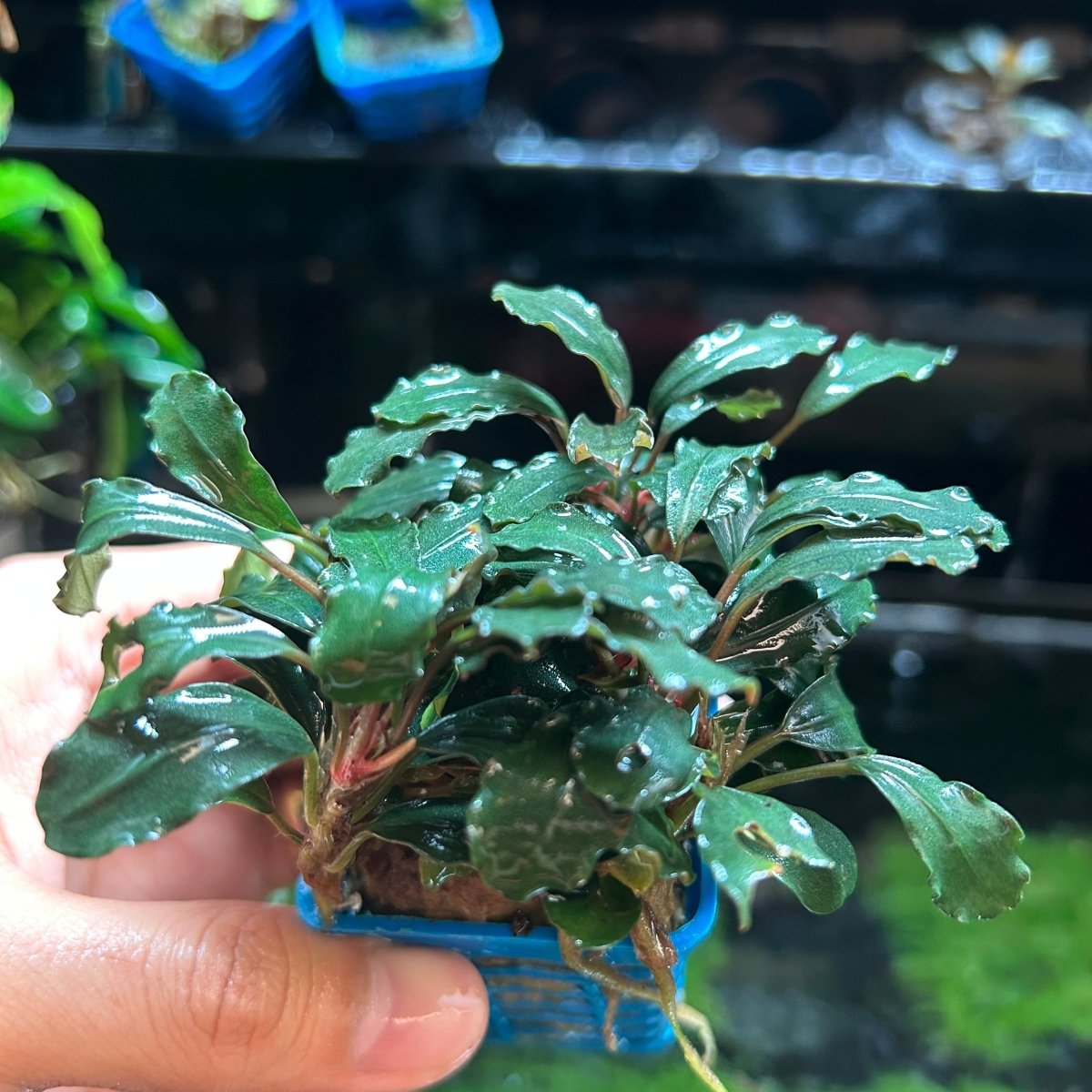 Bucephalandra Kedagang