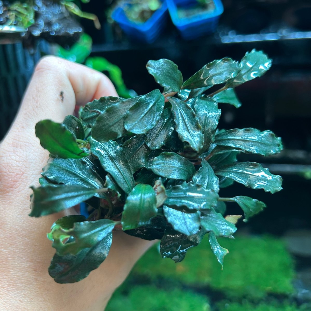 Bucephalandra Kedagang