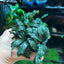 Bucephalandra Kedagang