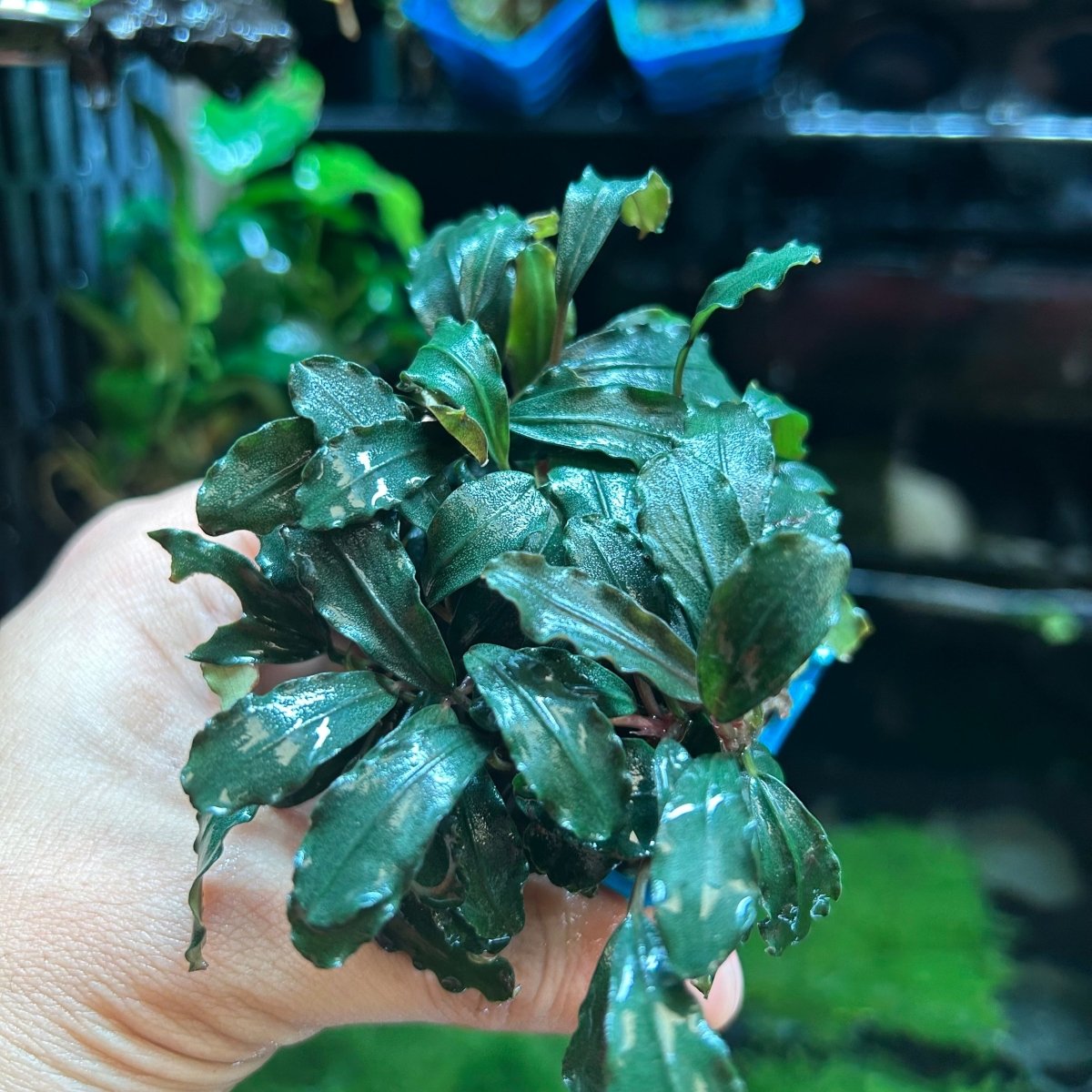 Bucephalandra Kedagang