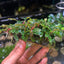 Bucephalandra Kedagang - Big clumps Live Aquarium Plant justfishything