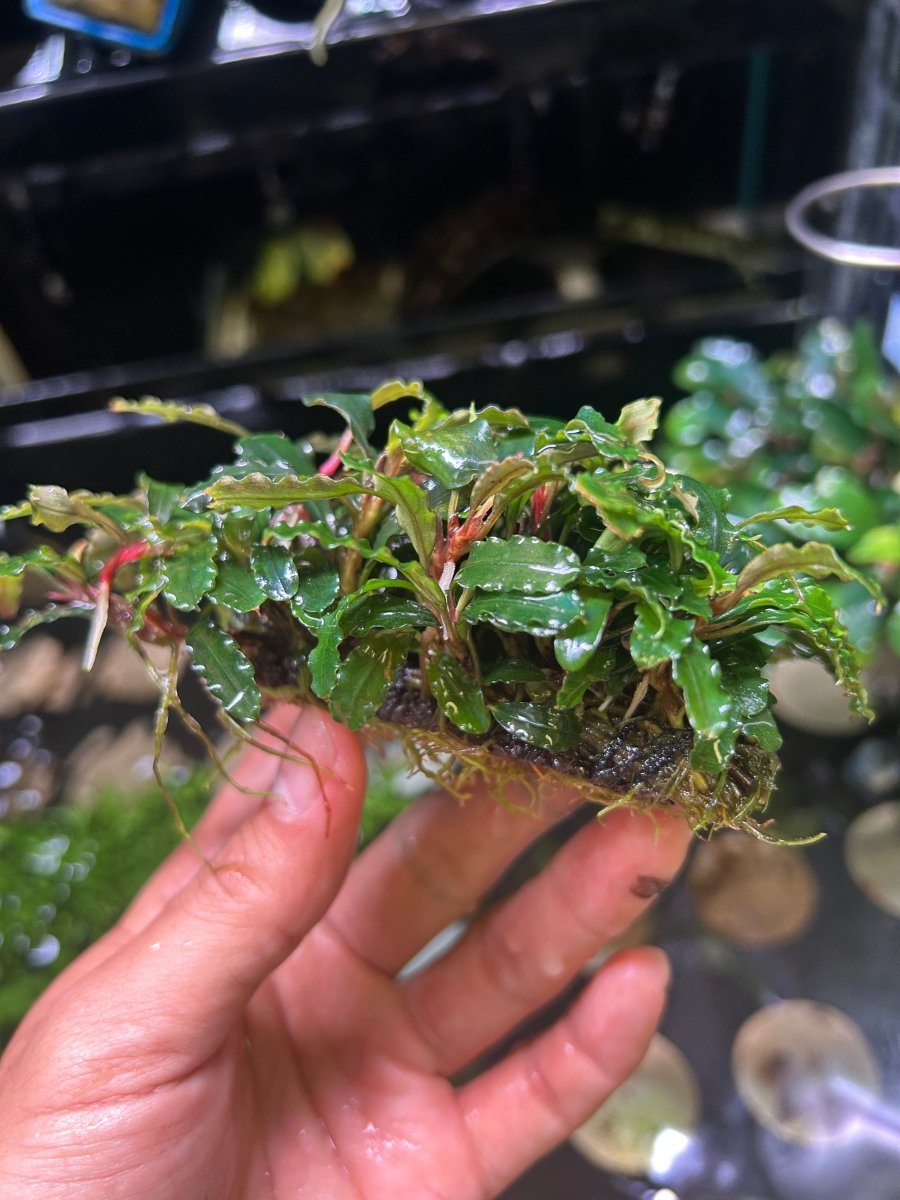 Bucephalandra Kedagang - Big clumps