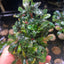 Bucephalandra Kedagang - Big clumps Live Aquarium Plant justfishything