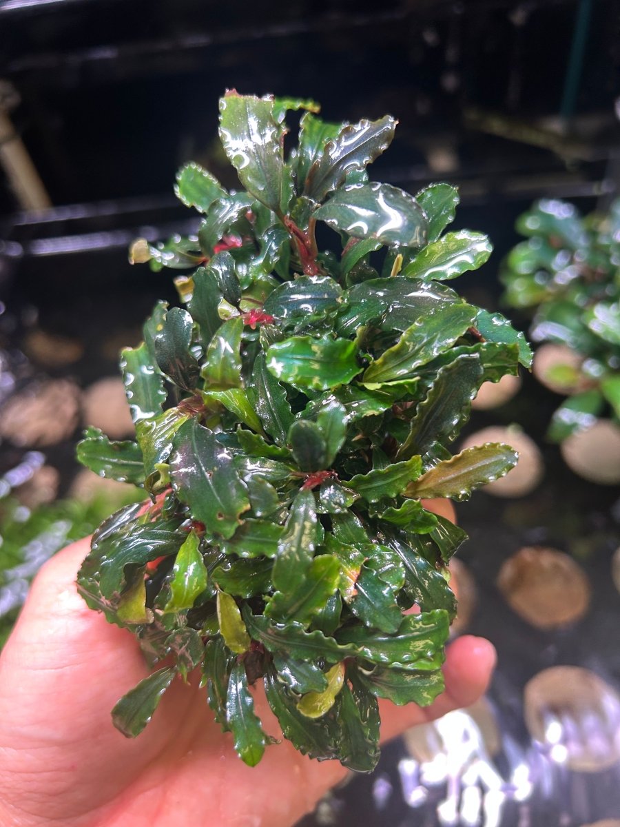 Bucephalandra Kedagang - Big clumps Live Aquarium Plant justfishything