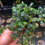 Bucephalandra Kedagang - Big clumps Live Aquarium Plant justfishything