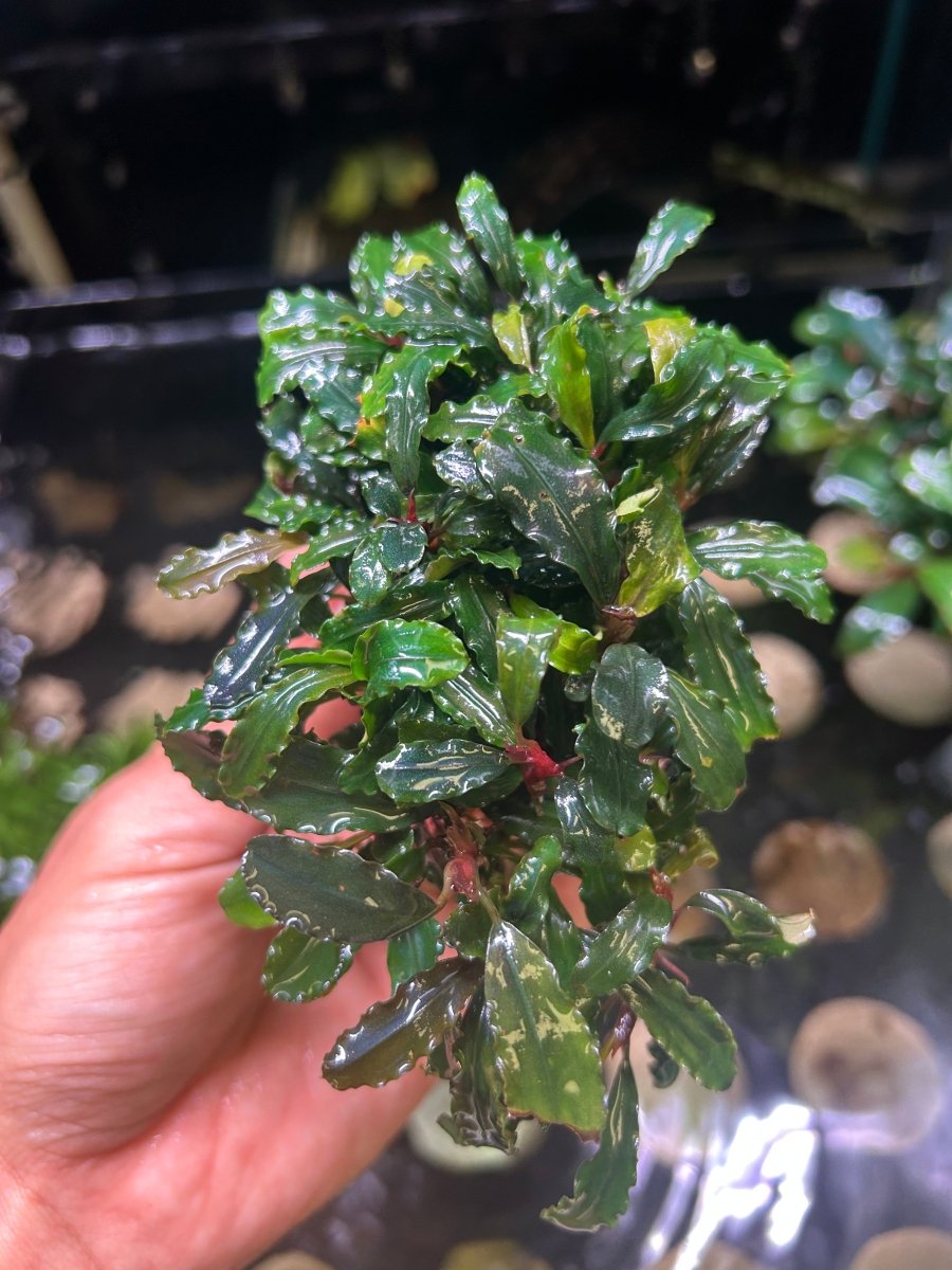 Bucephalandra Kedagang - Big clumps