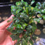 Bucephalandra Kedagang - Big clumps Live Aquarium Plant justfishything