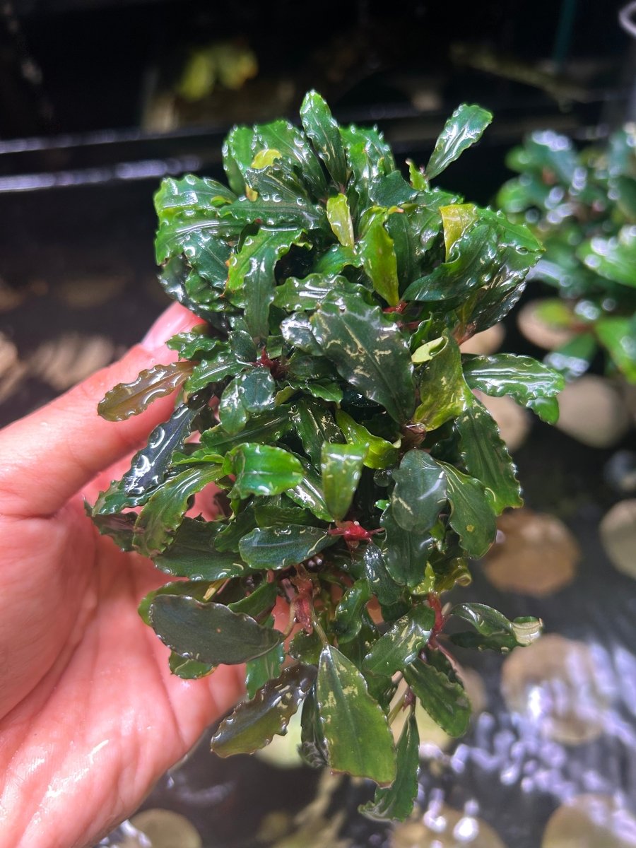 Bucephalandra Kedagang - Big clumps