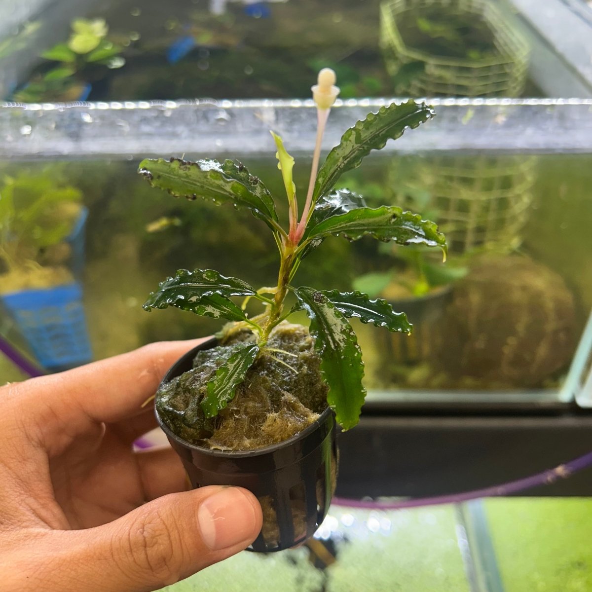 Bucephalandra Pot - Random Type