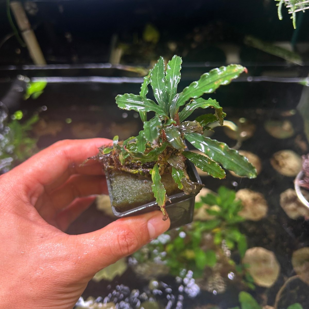 Bucephalandra Pot - Random Type