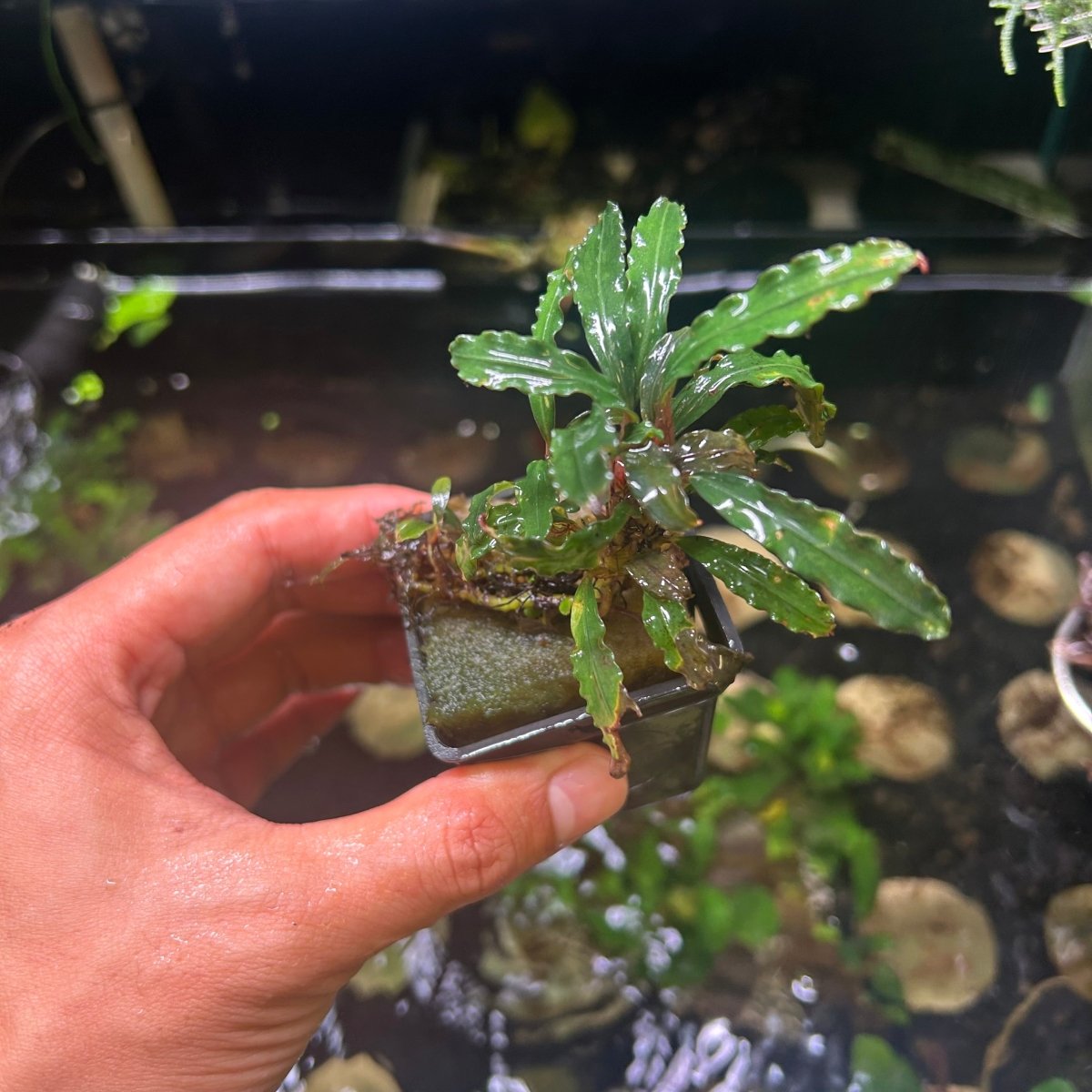 Bucephalandra Pot - Random Type