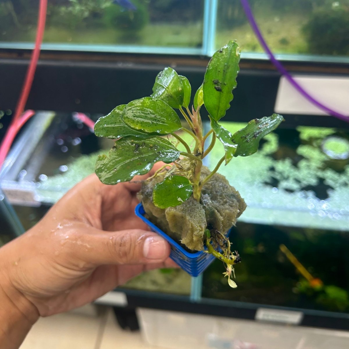 Bucephalandra Pot - Random Type