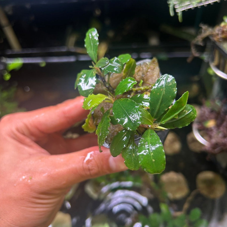 Bucephalandra Pot - Random Type justfishything