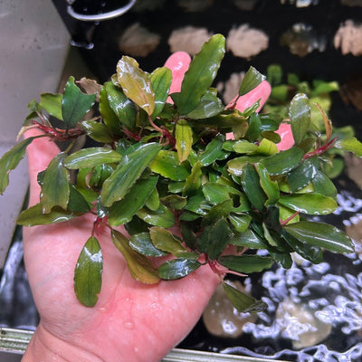 Bucephalandra Theia - Big Clumps on Pad