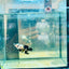 bumble Bee Plakat - Female Betta 191 Live Betta Fish Female betta