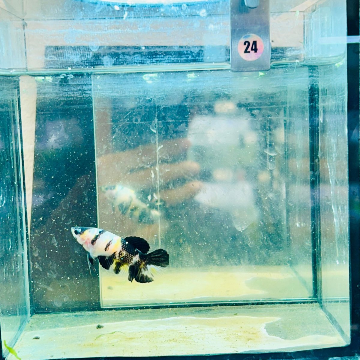 Bumble Bee Plakat - Female Betta #191