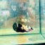 bumble Bee Plakat - Female Betta 191 Live Betta Fish Female betta
