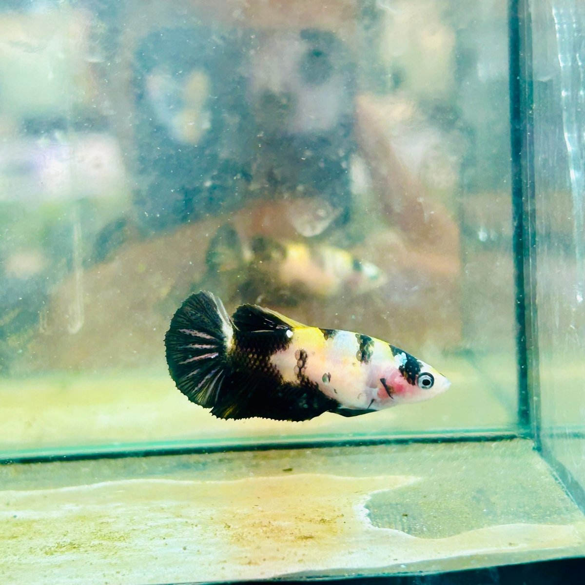 bumble Bee Plakat - Female Betta 191 Live Betta Fish Female betta