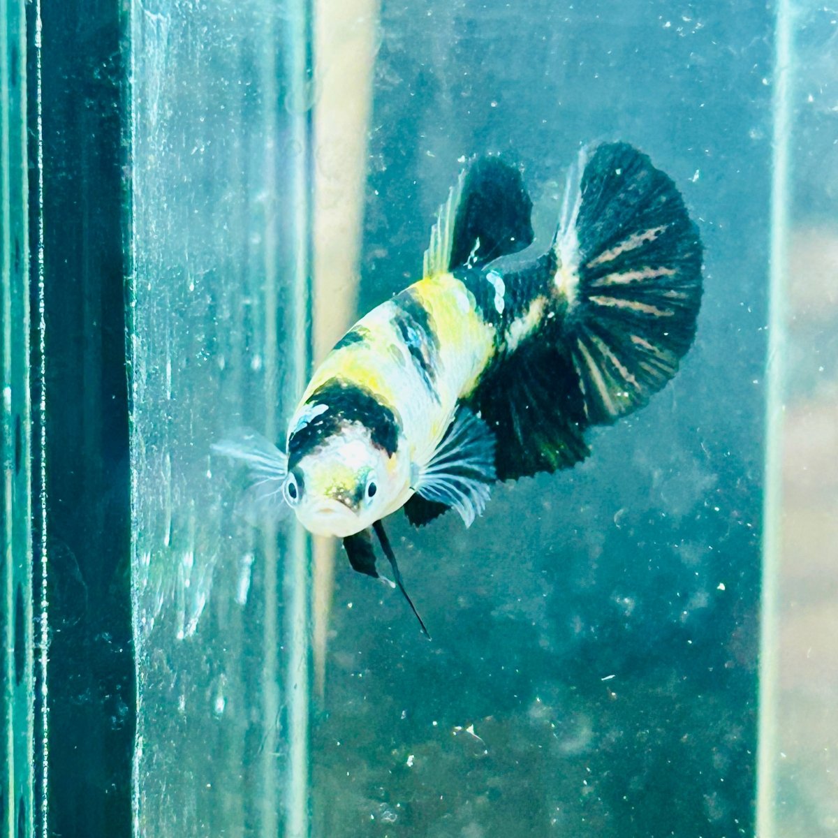 Bumble Bee Plakat - Female Betta #191