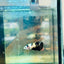 bumble Bee Plakat - Female Betta 191 Live Betta Fish Female betta