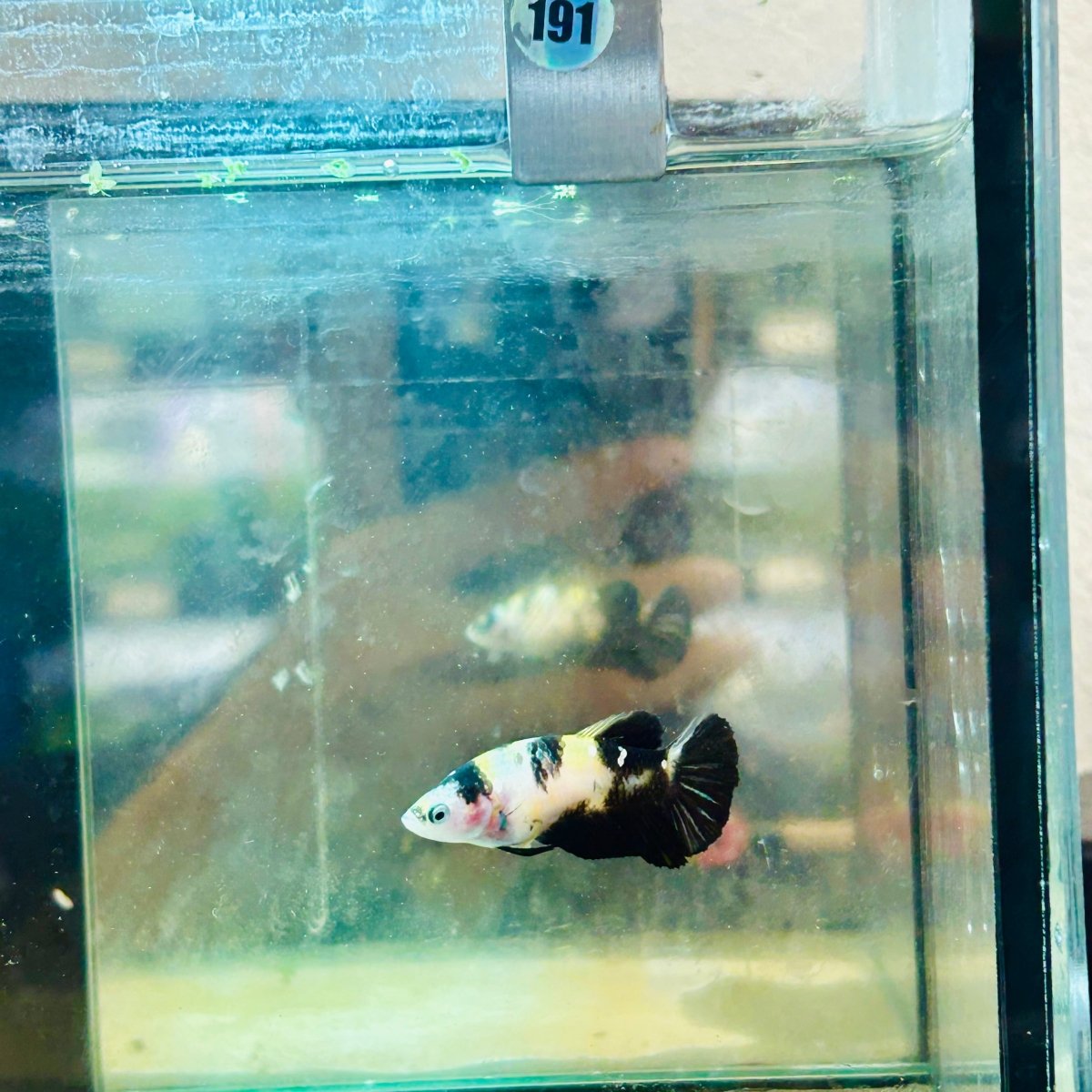 bumble Bee Plakat - Female Betta 191 Live Betta Fish Female betta