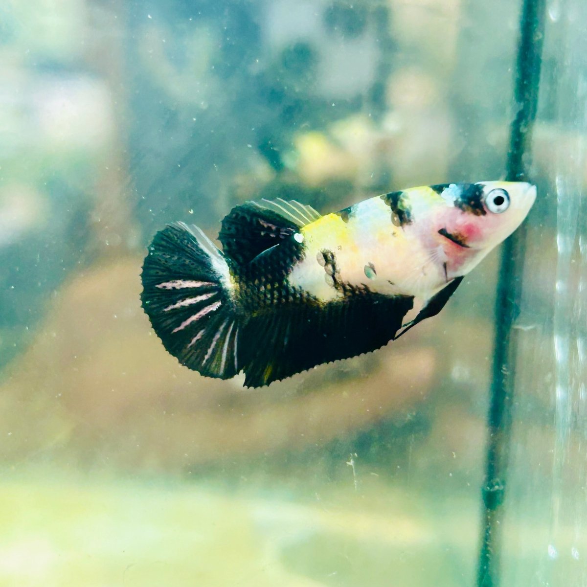 bumble Bee Plakat - Female Betta 191 Live Betta Fish Female betta