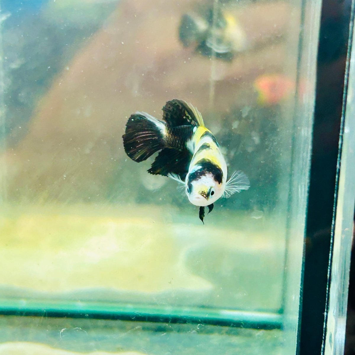 Bumble Bee Plakat - Female Betta #191