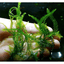 Cameroon Moss