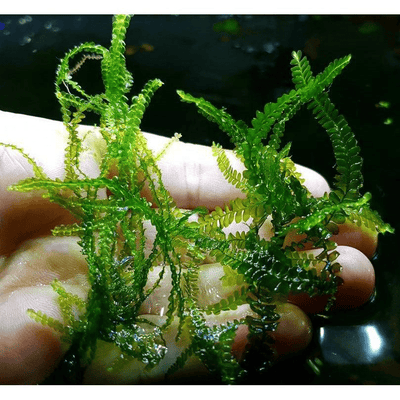 Cameroon Moss