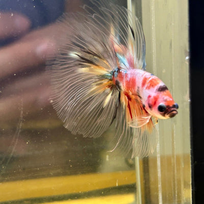 Candy Koi Halfmoon - Male Betta 085