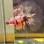 Candy Koi Halfmoon - Male Betta 085