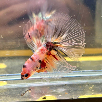 Candy Koi Halfmoon - Male Betta 085