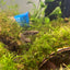 channoides Snake Head - Betta Wild Type - Mouth Breeder