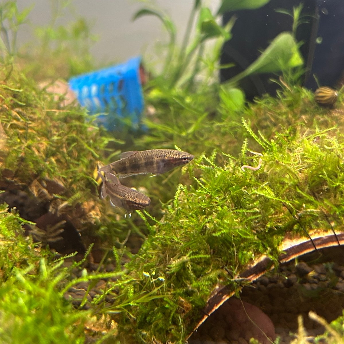Betta channoides (Snakehead Betta)