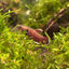 channoides Snake Head - Betta Wild Type - Mouth Breeder