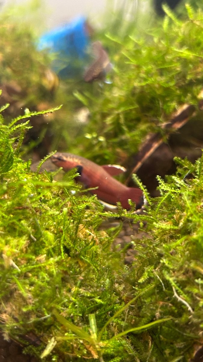 Betta channoides (Snakehead Betta)