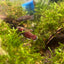 channoides Snake Head - Betta Wild Type - Mouth Breeder
