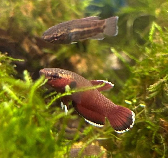 Betta channoides (Snakehead Betta)