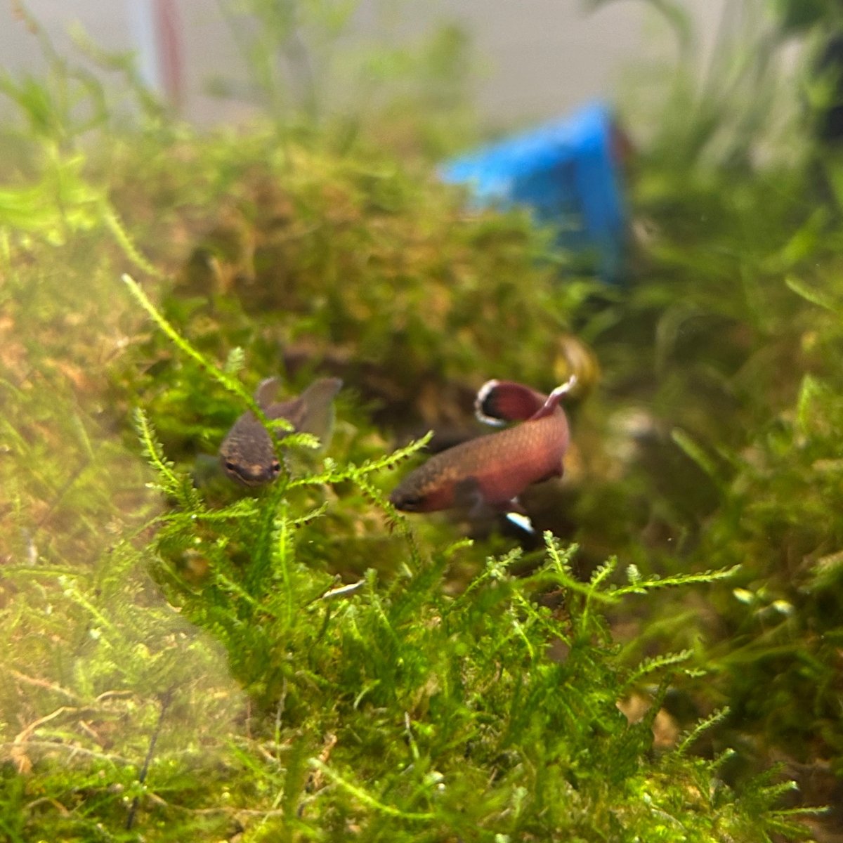 Betta channoides (Snakehead Betta)