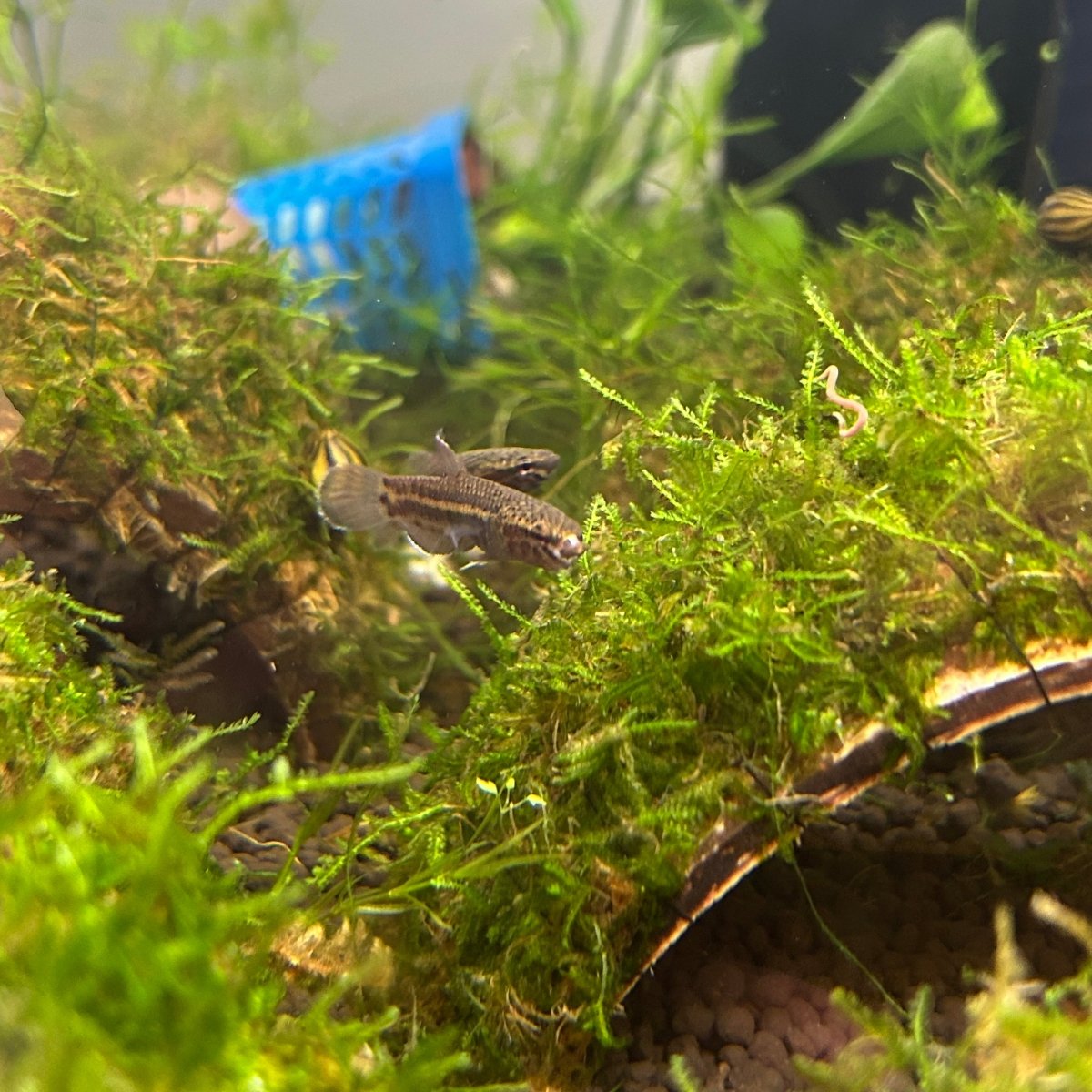 Betta channoides (Snakehead Betta)