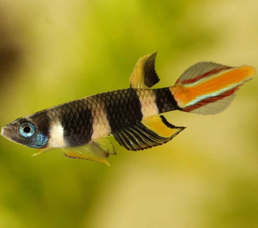 Clown Killifish AKA Rocket Killifish