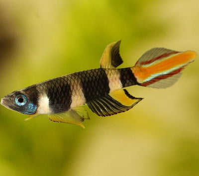 Clown Killifish AKA Rocket Killifish