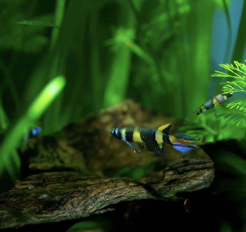 Clown Killifish AKA Rocket Killifish