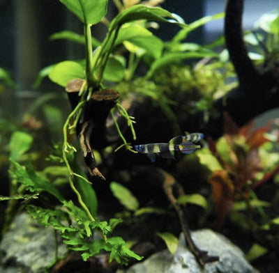 Clown Killifish AKA Rocket Killifish