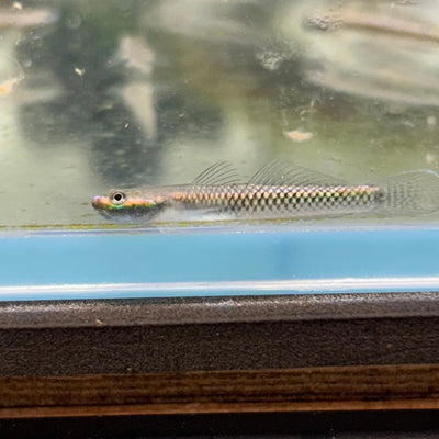 Cobalt Blue Dwarf Goby (Stiphodon semoni)