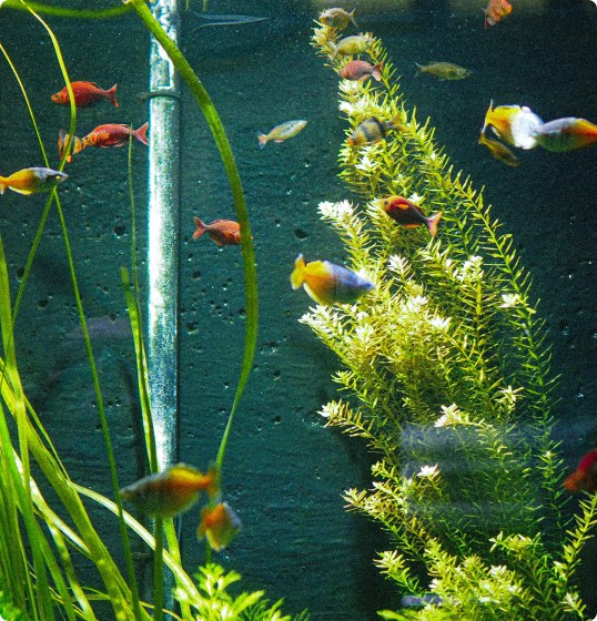 Translation missing: en.collection.profiles.betta_fish.image_alt