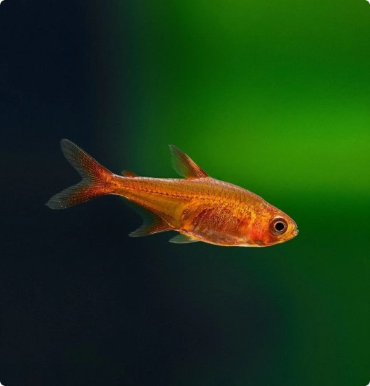 Small nano fish schooling in a planted aquarium.