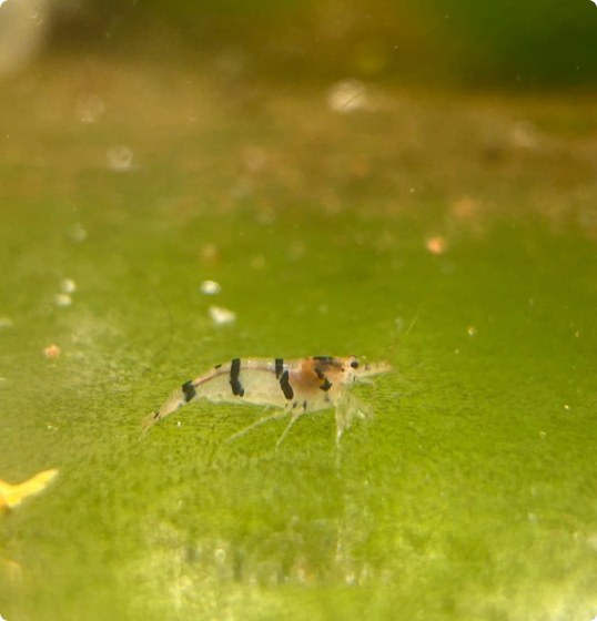Freshwater shrimp and snails in a planted aquarium.